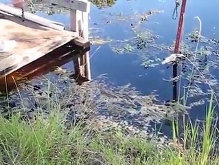 Water snake startling the old man