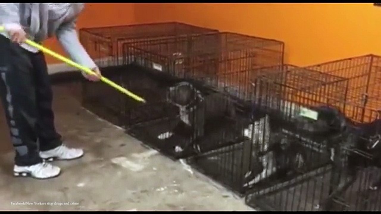 Disturbing video allegedly shows trainer abusing dog with pole