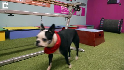 Is This The World's Most Talented Dog-cw3rfYO79lI