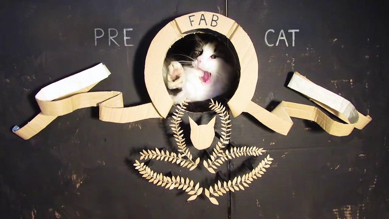 DIY - The Cat Ark