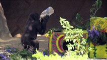 Baby Gorilla Enjoys Birthday Treats & Wrestling
