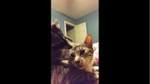 Cat and raccoon share incredibly cute moment