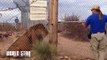 Lion Scares The Hell Out Of A Zookeeper!