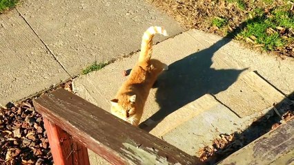 Ce chat bavard n'arrête pas de parler avec son maître !