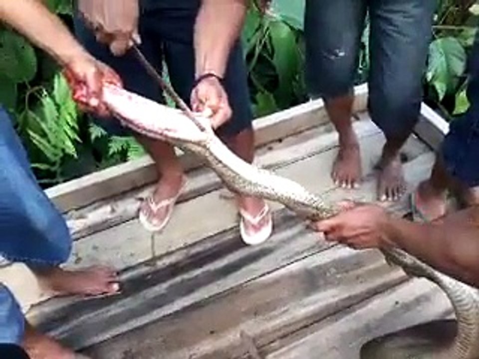 Guess what is swallowed by the snake ..!