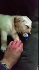 Il endort son chiot avec une sucette pour bébé... Trop adorable