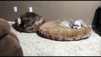 Quand tes chiens s'échangent leur panier... Ahaha