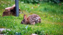 Bunny Rabbits for Kids, Pet Bunnies Playing and Hopping, Cute Animals