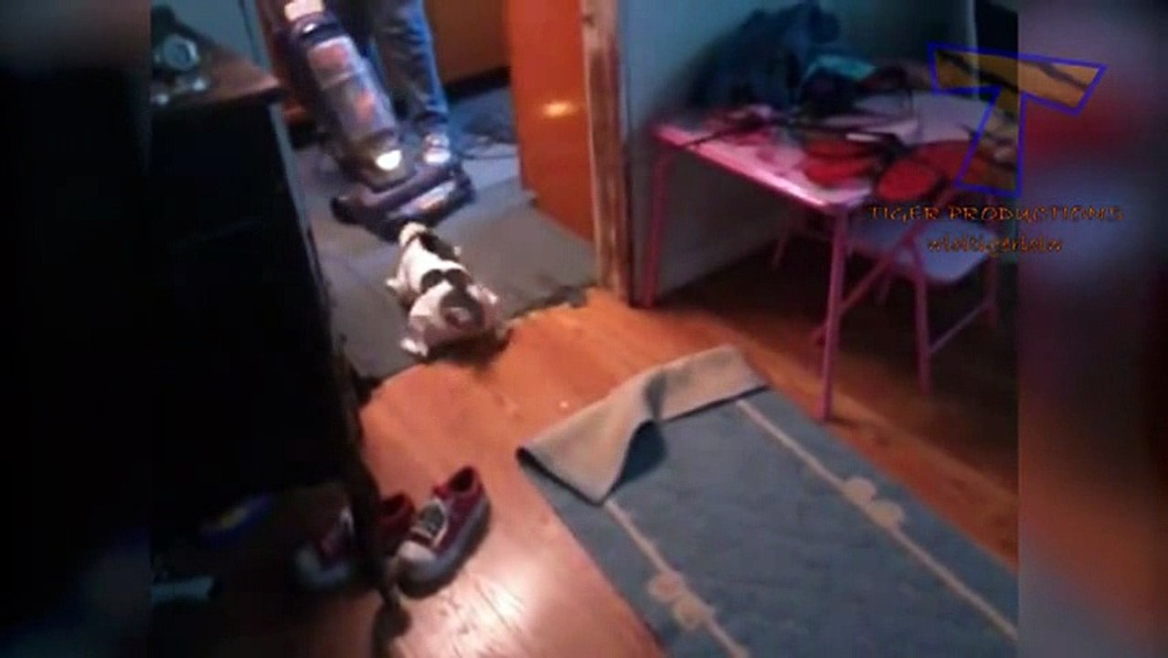 Animals are so funny_6