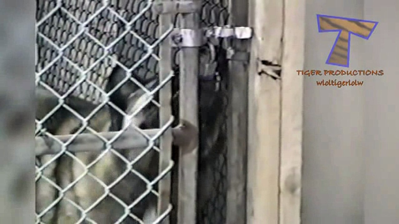 Animals are so funny_12