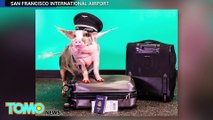 Pig therapy first airport in America
