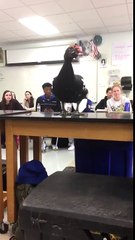 Un élève hallucine en voyant des animaux en classe pendant son cours de zoologie