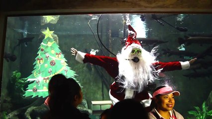 Un Père Noël plongeur dans un aquarium mexicain