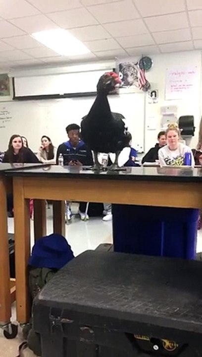 La r hillarante d un éè en dé des animaux en classe !