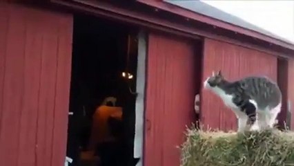 funny cat long jumps fails