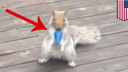 Squirrel bulb bandit steals 150 Christmas lights in 24 hours
