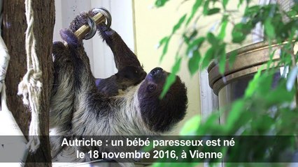 Autriche: un bébé paresseux est né au zoo de Vienne