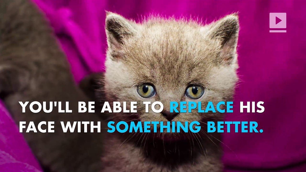 Make America kittens again with this Trump-replacing Chrome extension