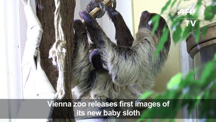 Vienna zoo releases first images of its new baby sloth