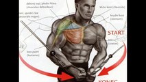 Bodybuilding Exercises for Beginners