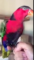 2 Farklı Zil Tonu Sesi Çıkarabilen Papağan