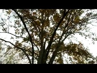 The Seer: A Portrait of Wendell Berry - Movie Clip