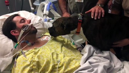 Les adieux d’un chien à son maître mourant