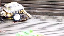 Une tortue peut remarcher grâce à une prothèse en Lego