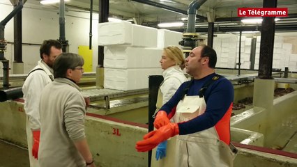 Plougasnou (29). Viviers de la Méloine : l'activité repart avec Global Sea Food