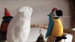 Friendly Bird Greets New Plush Companions
