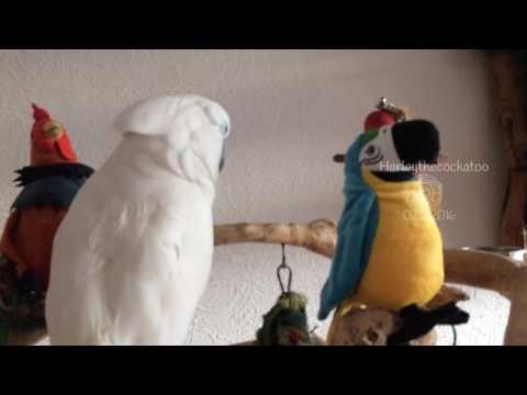Friendly Bird Greets New Plush Companions