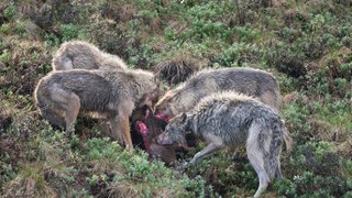 TOP 10 WOLF ATTACKS || Wolf vs Coyote, Bear, Buffalo, Moose, Deer, Wild Boar