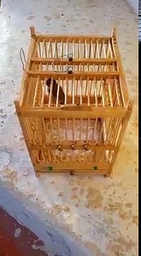 ‎Un Chardonneret bien dompter de : الحسون لبناني