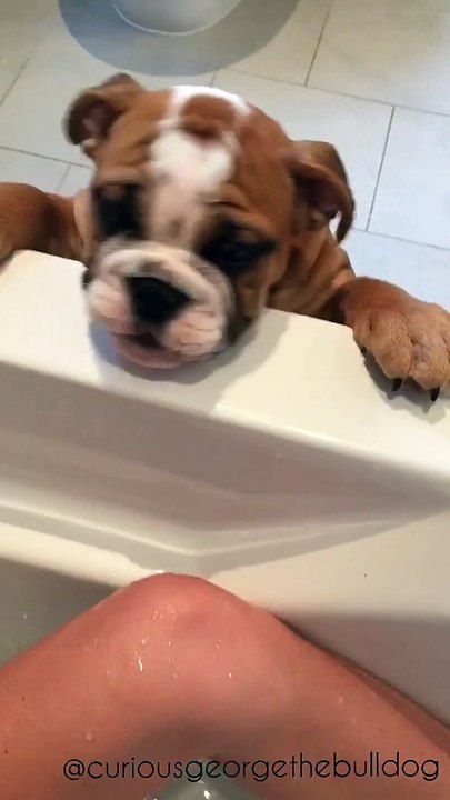 Bulldog puppy desperately wants to join owner for bath time