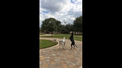 Great Danes unsure about drone, try to eat it