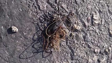 Alien-like parasites emerge from dead cricket