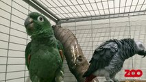 Papegøje fløjter og taler | Copenhagen Zoo