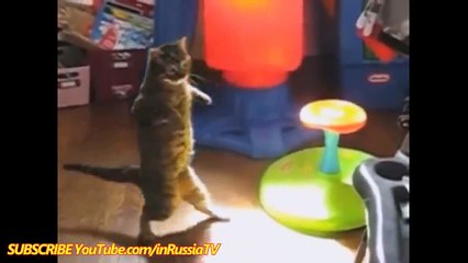 Un gros chat qui regarde la télévision - Zap