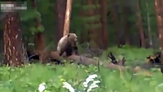 Shocking footage shows hunter shoot bear charging straight at 2016  him