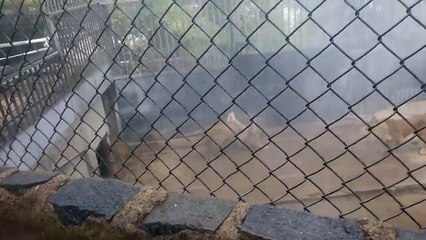 Un homme tente de suicider en se jetant dans une fosse aux lions !