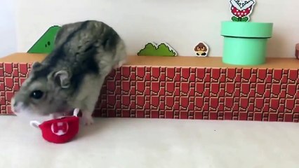 Quand un Hamster se retrouve dans un décor du jeu vidéo Super Mario Bros!