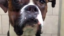 Boxer content de voir son maître
