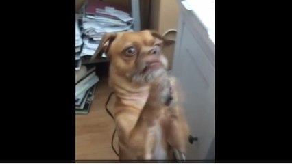 Anxious dog furiously begs for delicious muffins