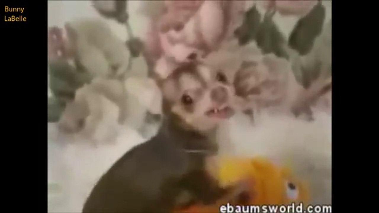 ANIMALS vs. DOLLS - Sexy Mating FAIL Compilation 2014 - الحيوانات الجنس