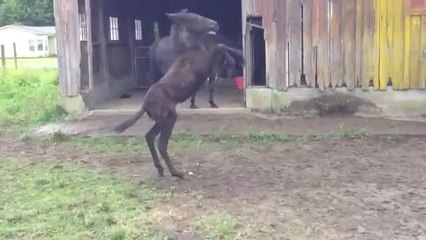 Overly-excited dancing mule slips and wipes out