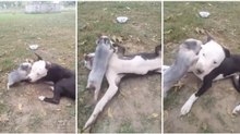 Pitbull extremamente paciente suporta as traquinices de porquinho que insistentemente o desafia