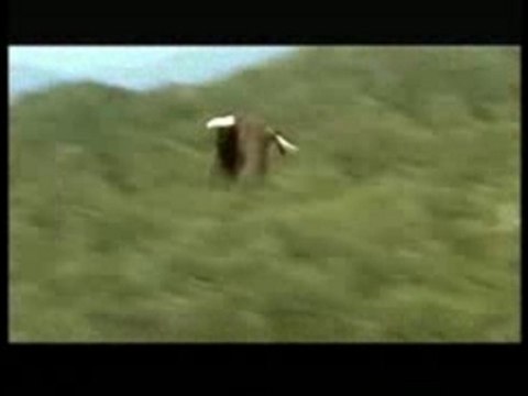 rapaces au donjon des aigles