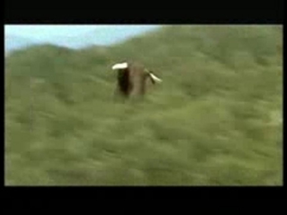 rapaces au donjon des aigles