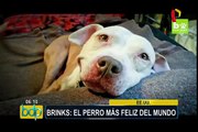 Conoce a Brinks, el perro más feliz del mundo