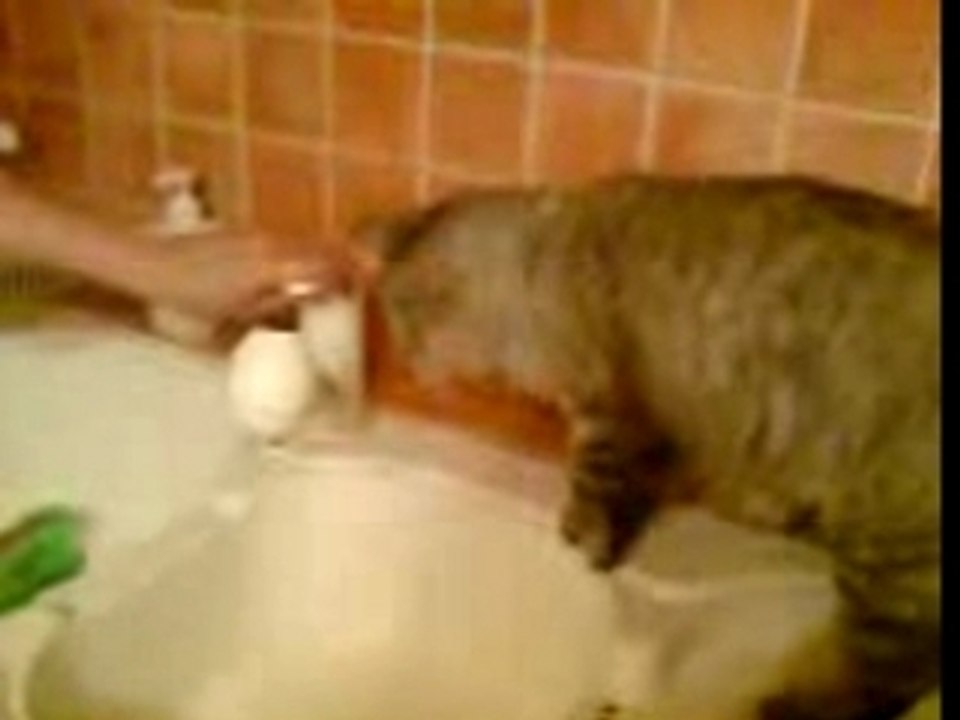 mon chat qui joue avec l'eau